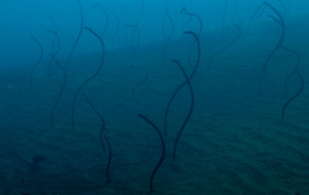 Bali 2016 - Barnes garden eel - Gorgasia bamesi - IMG_5840_rc